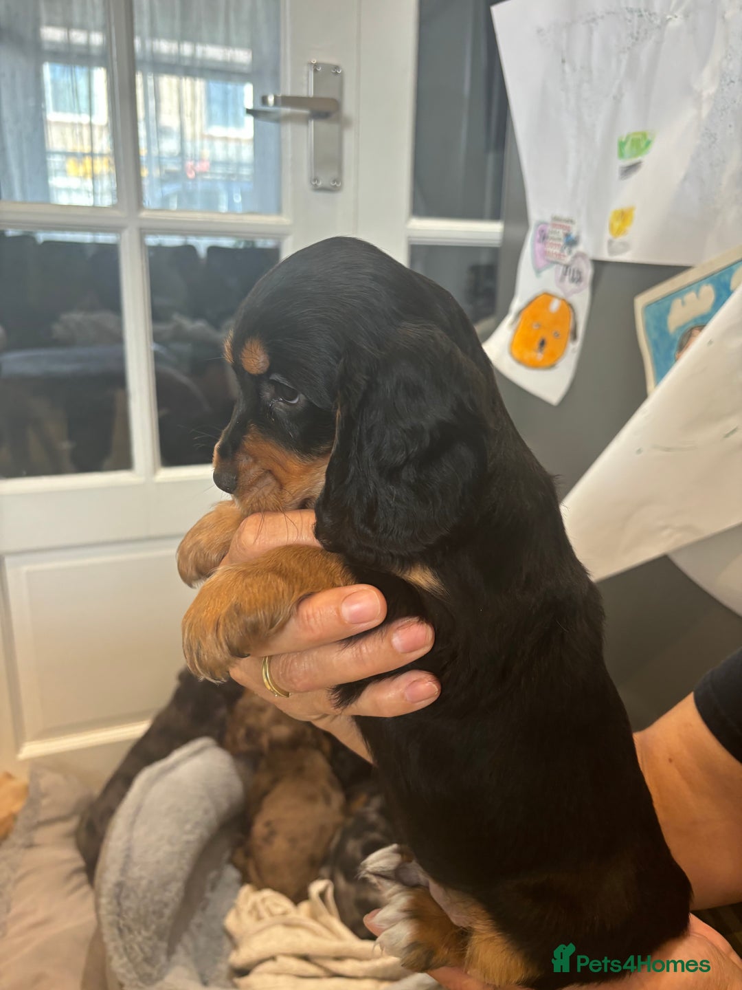 Cocker Spaniel dogs for sale: Cute show type very rare colours dna health tested - Image 31