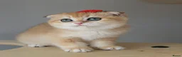 Scottish Fold cats for sale: ⭐️ Top Quality Scottish Fold Kittens ⭐️ - Advert 6