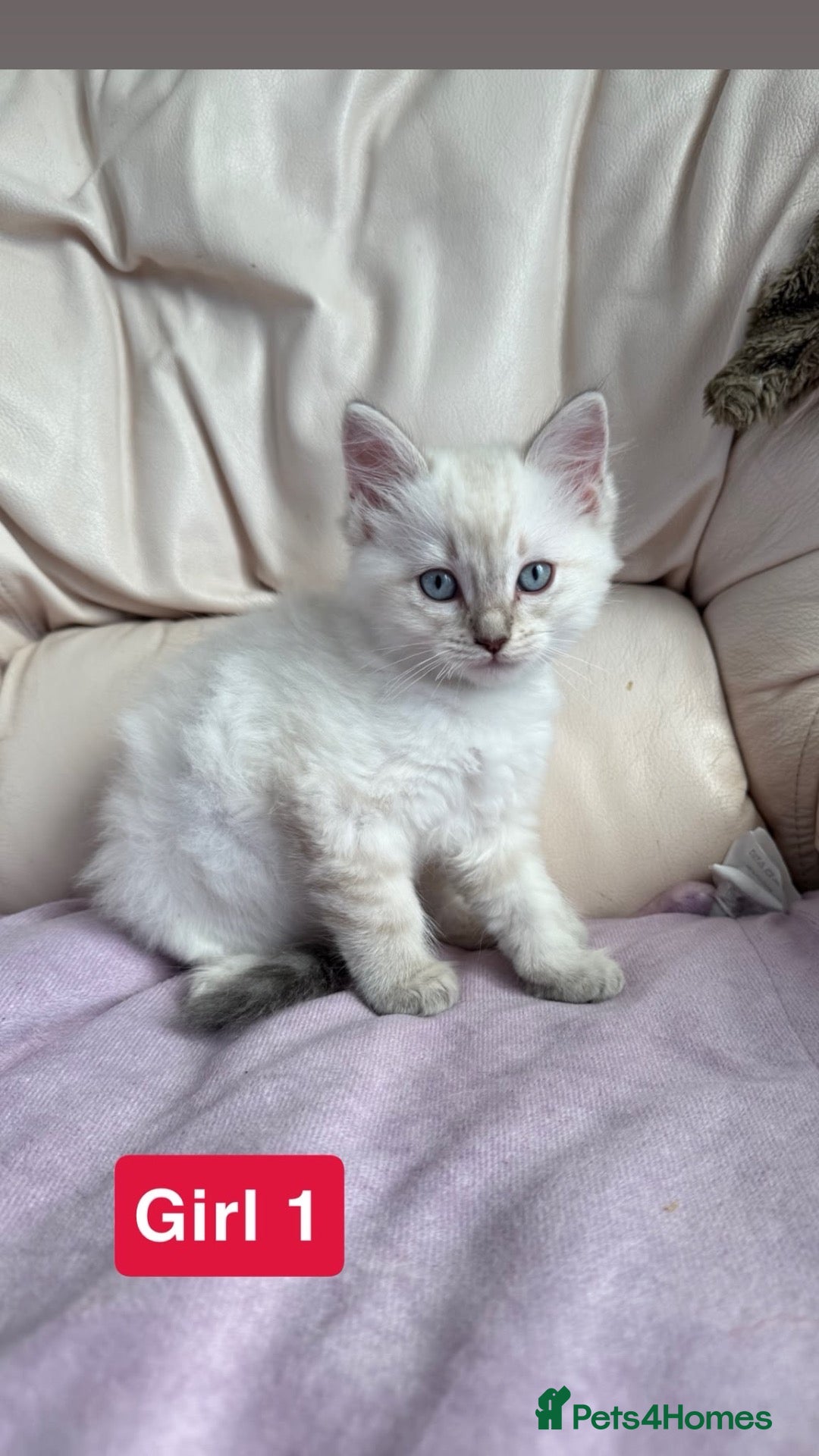 Ragdoll cats Ragdoll cross British shorthair litter - Advert 1