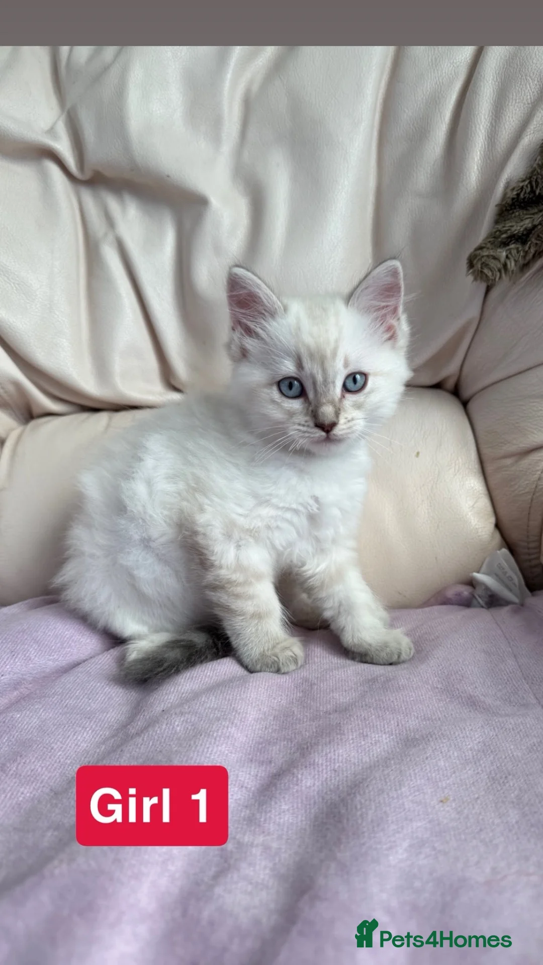 Ragdoll cats for sale: Ragdoll cross British shorthair litter - Advert 1