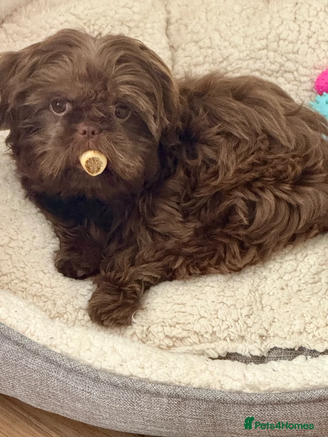 Shih Tzu dogs for stud: Chocolate brown Shih Tzu - Advert 3