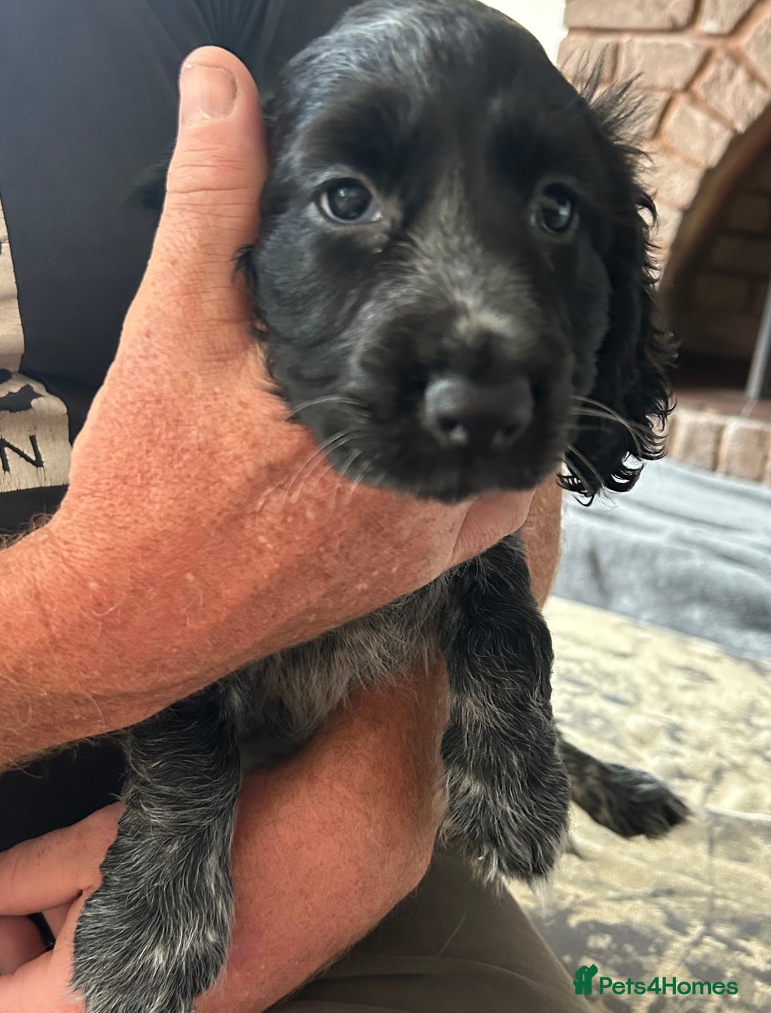 Cocker Spaniel dogs for sale: Blue roan cocker spaniels ready 17th September - Image 17
