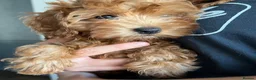 Cavapoo dogs for sale: Toy red teddy bear F1B Cavapoos by Asian toy dad in Chigwell - Advert 19