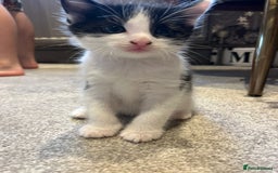 Mixed Breed cats for sale: 3 kittens for sale.  - Image 5