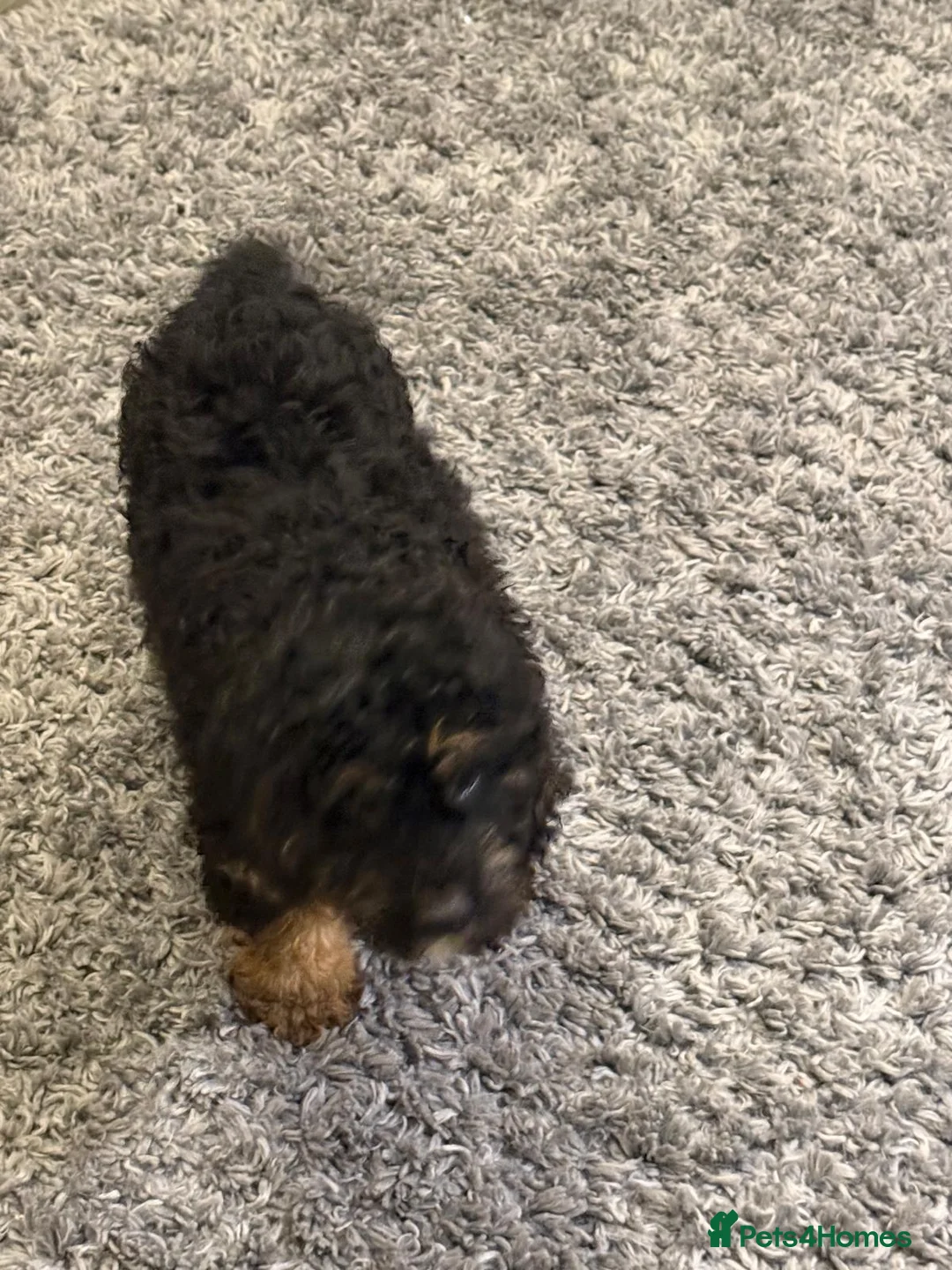 Bernedoodle dogs for sale: Beautiful Toy Bermedoodle puppies - Advert 8