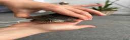 Turtle reptiles for sale: Adorable turtle  in Romford - Advert 3