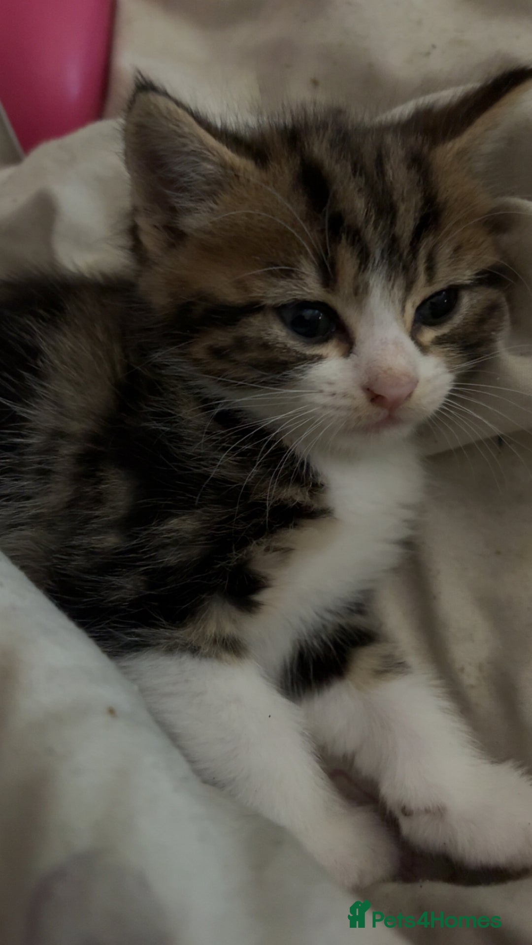 Mixed Breed cats for sale: Five tabby shorthair and longhair kittens - Advert 8