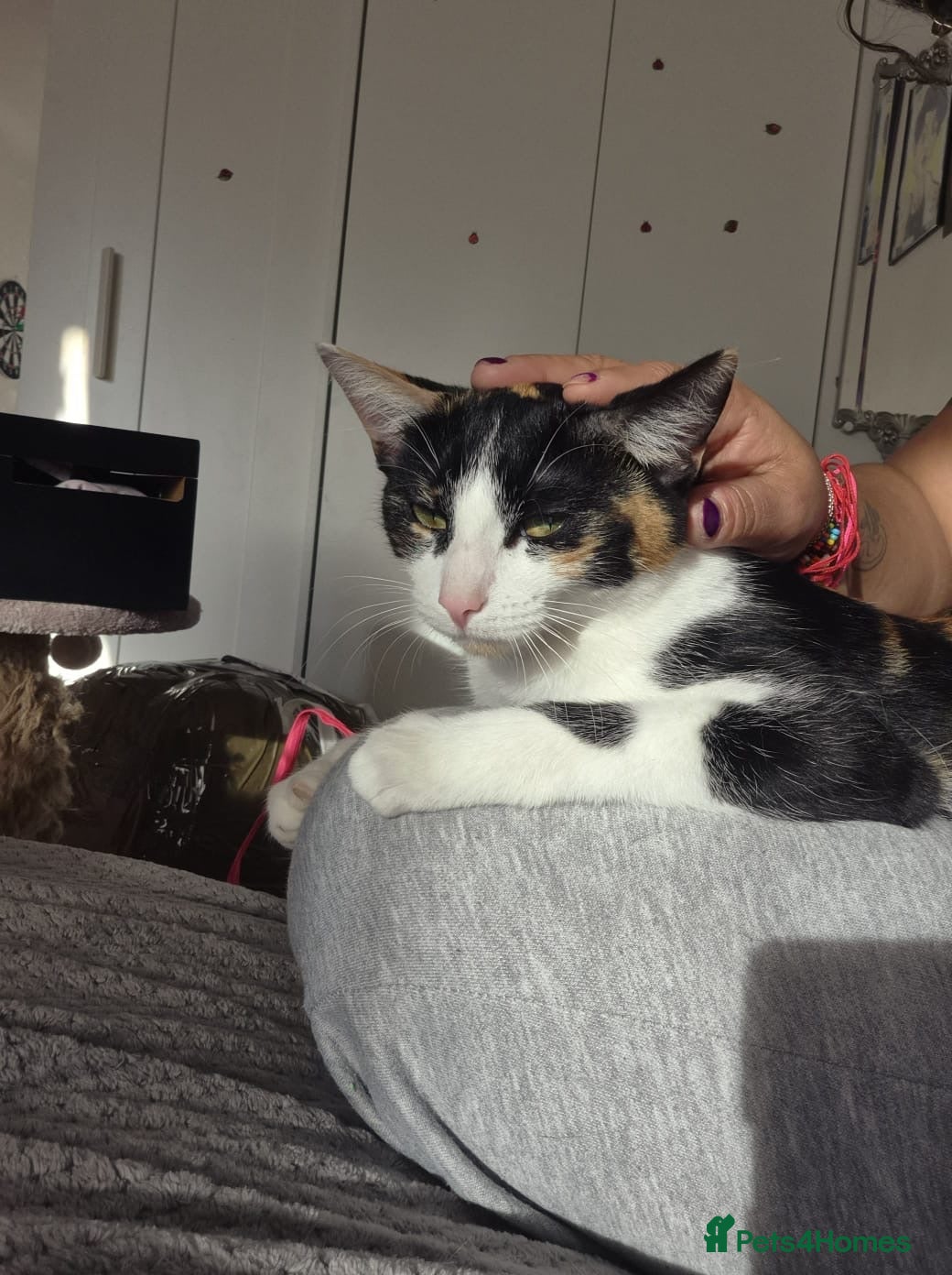Mixed Breed cats Cat mix - Advert 1