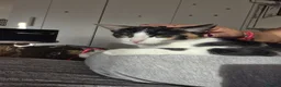 Mixed Breed cats for sale: Cat mix - Advert 1