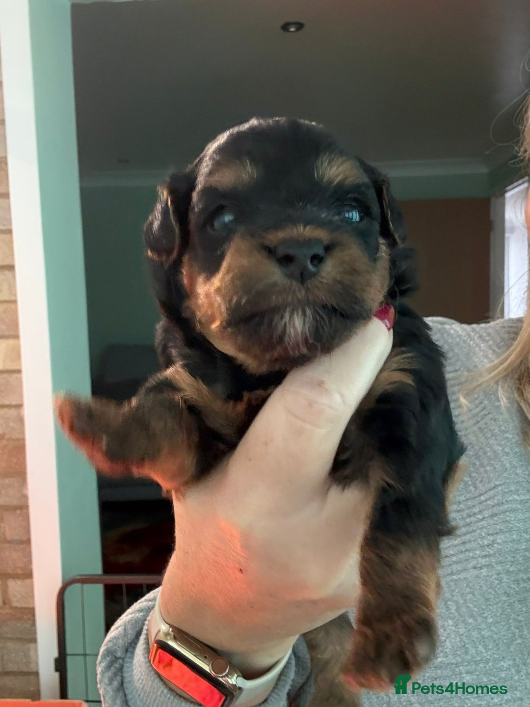 Yorkiepoo dogs for sale: Yorkiepoo - Image 4