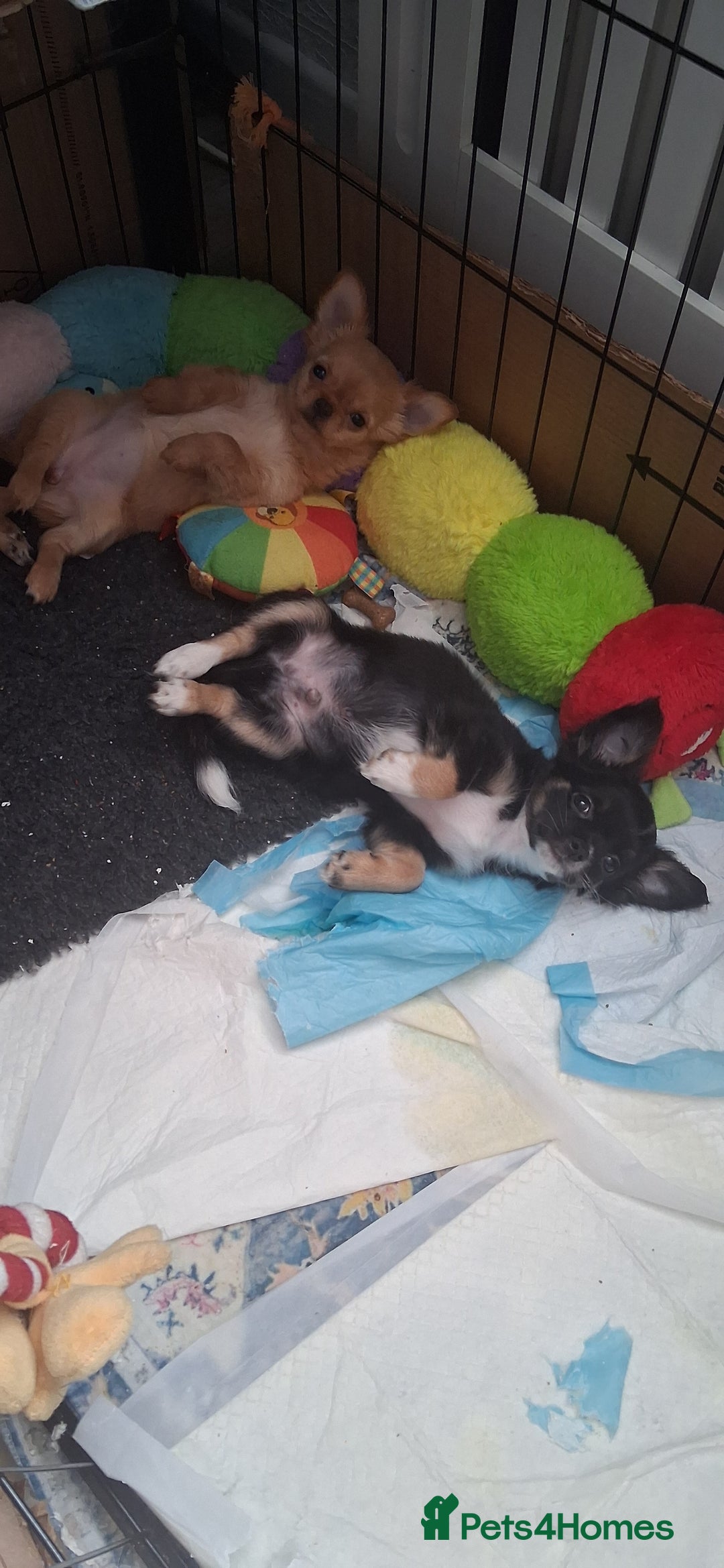 Chihuahua dogs for sale: Stunning Baby looking for his forever 5* homes - Image 8