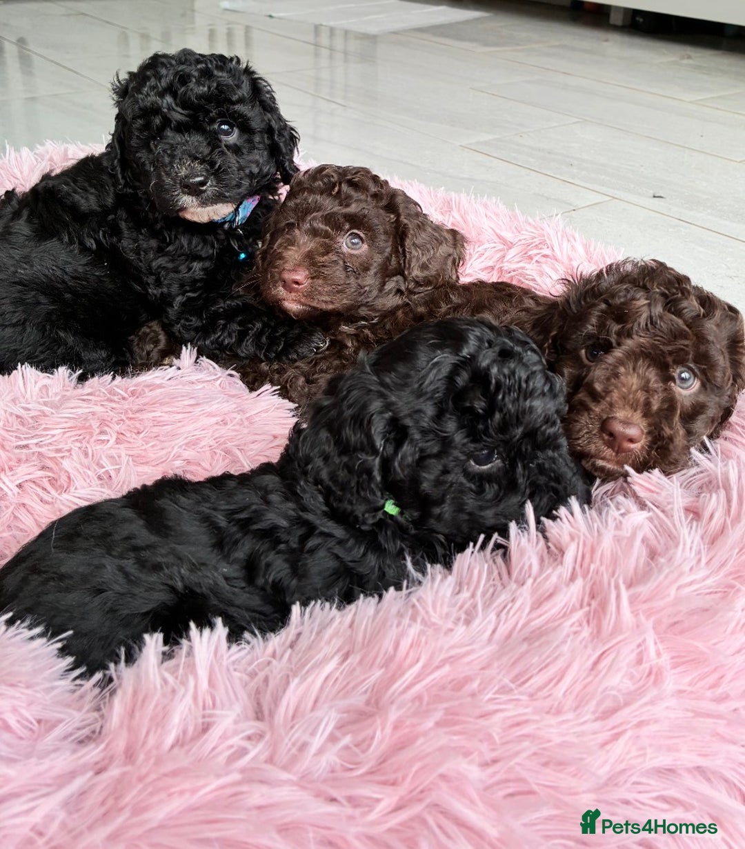 Cockapoo dogs for sale: Miniature cockapoos - Advert 15