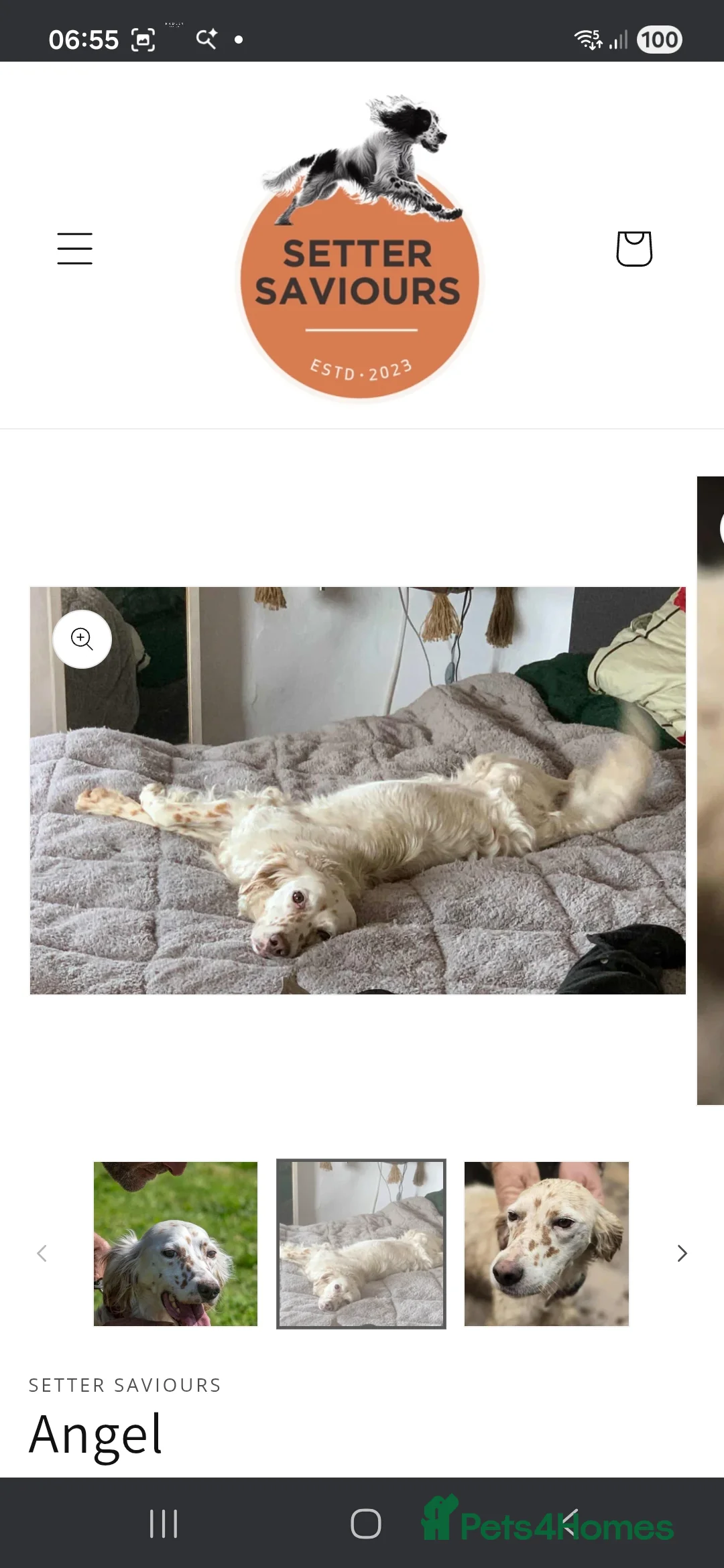 English Setter dogs for adoption: Angel - Advert 3