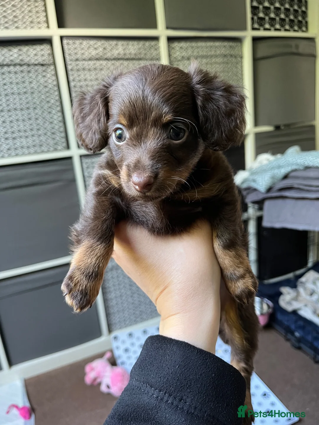 Mixed Breed dogs for sale: Russian Toy cross Miniature Dachshund Puppies in Nottingham - Advert 1