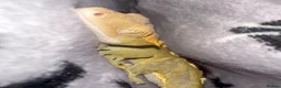 Gecko reptiles for sale: 4 Year Old Female Crested Gecko  in Peterborough - Advert 7