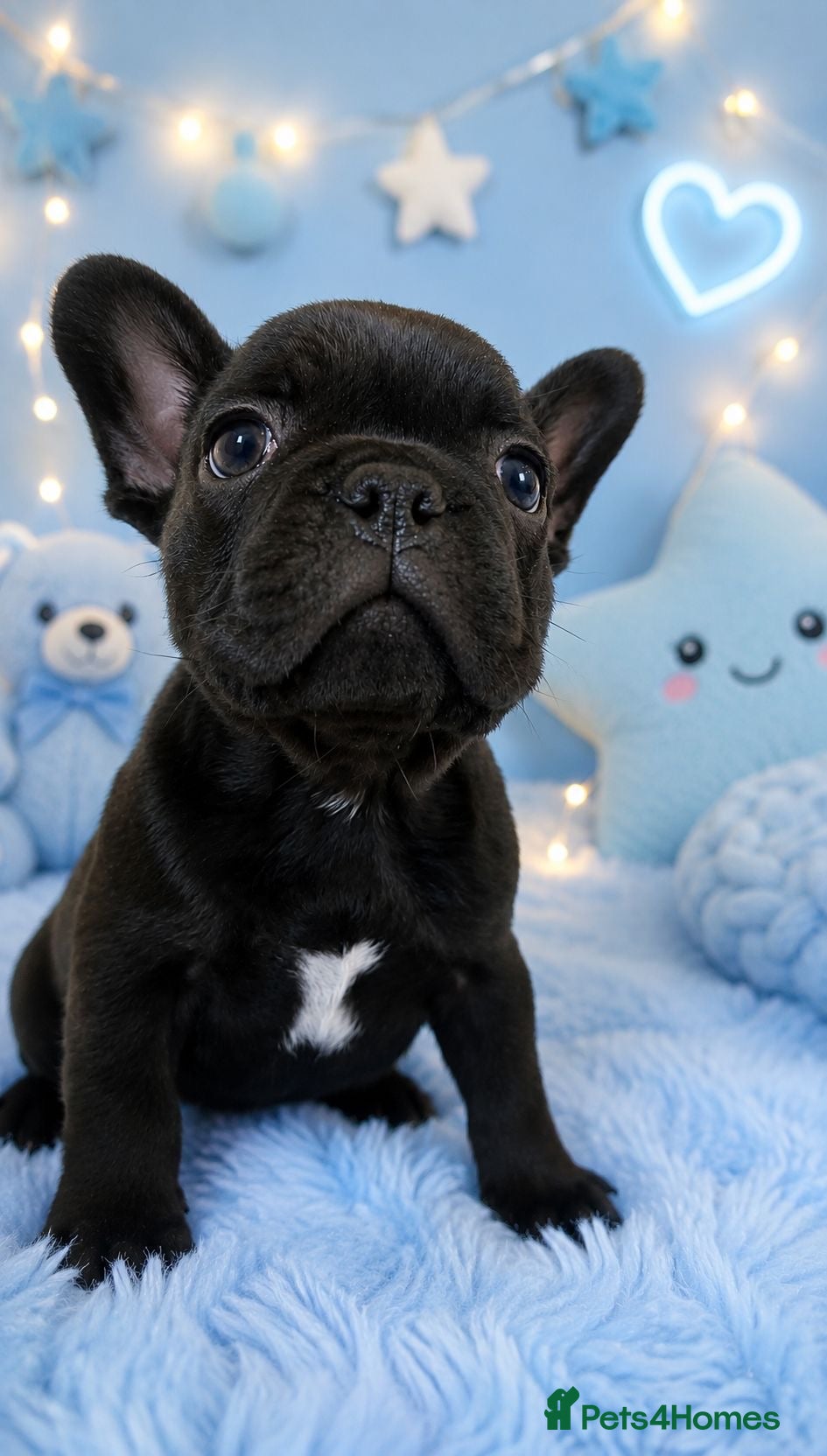 French Bulldog dogs Stunning black frenchie boyAvailable  - Advert 4