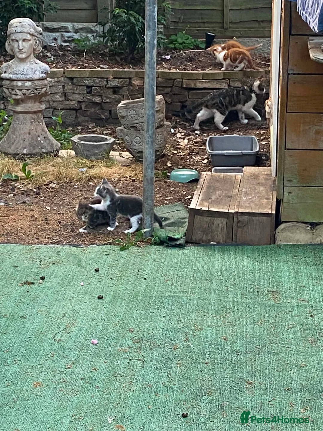 Mixed Breed cats for sale: 4 Kittens + 1 young cat - Advert 2
