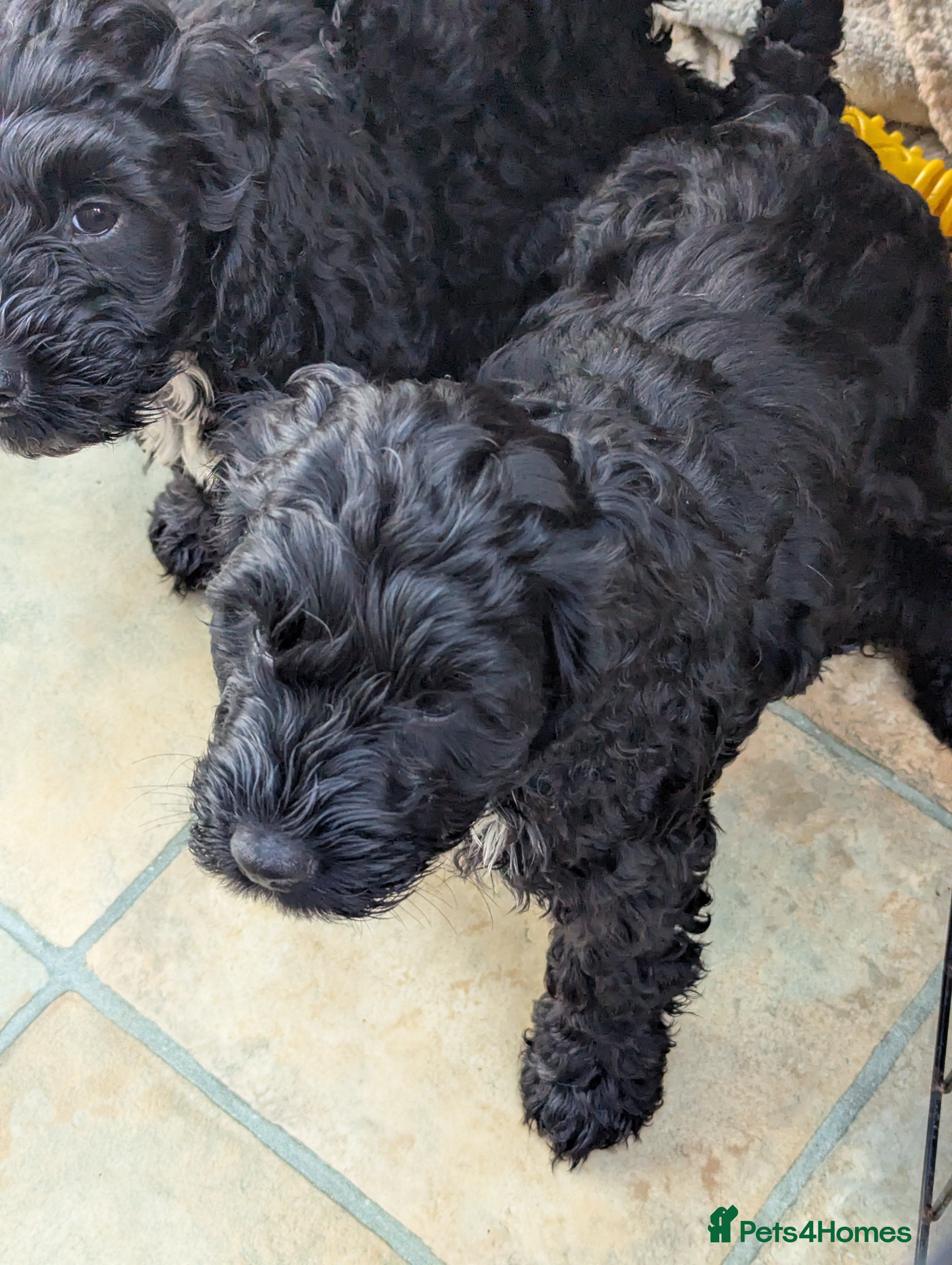 Cockapoo dogs 3. F 1 show, cockapoo puppies.READY TO GO - Advert 16