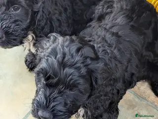 Cockapoo dogs 3. F 1 show, cockapoo puppies.READY TO GO - Advert 4