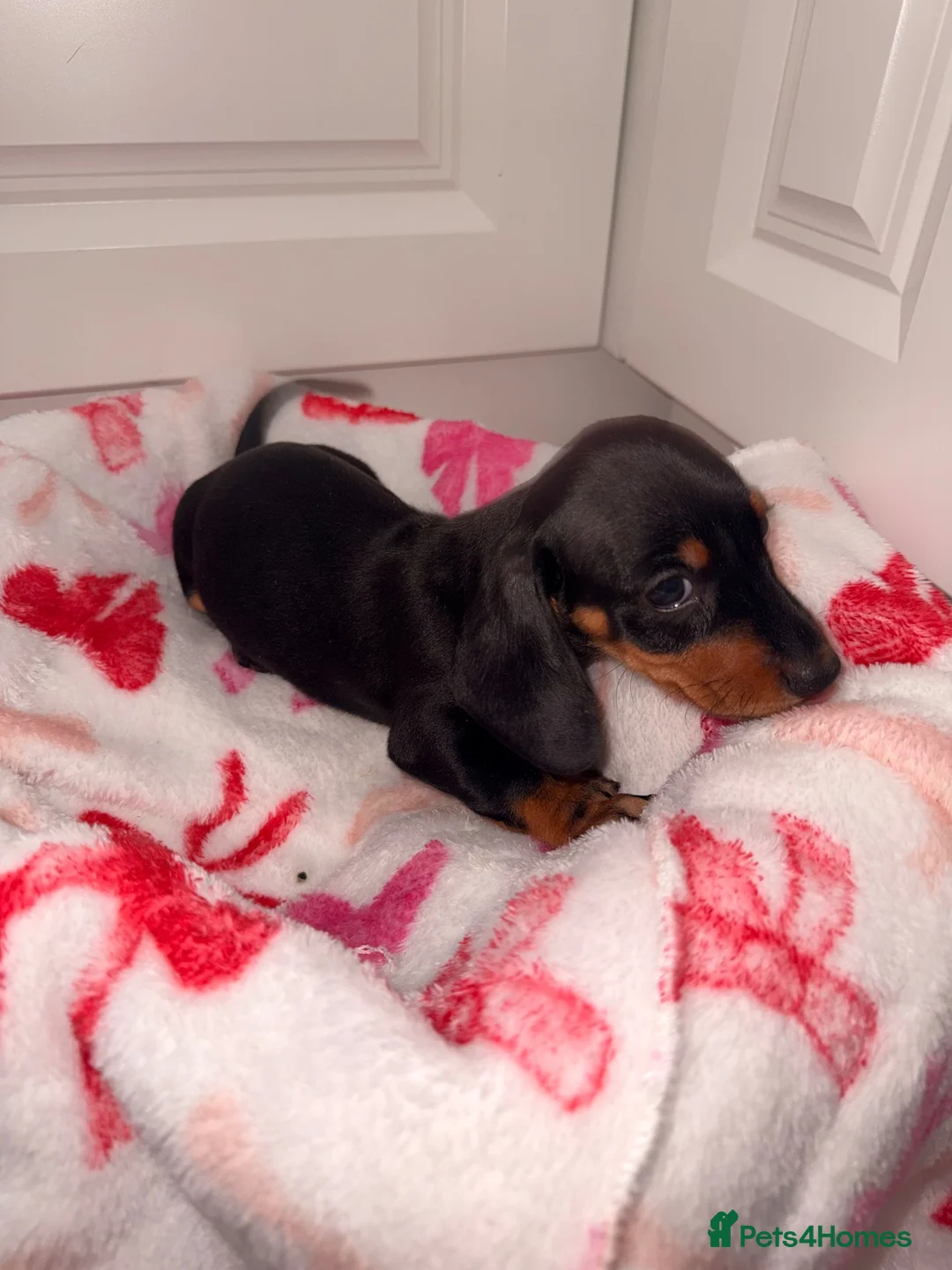Dachshund dogs for sale: 7 Dachshund Puppies Ready for Their Forever Homes - Advert 8