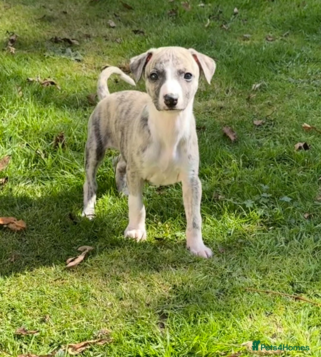 Whippet dogs for sale: SUPER KC Whippet puppies Show bred - Image 30