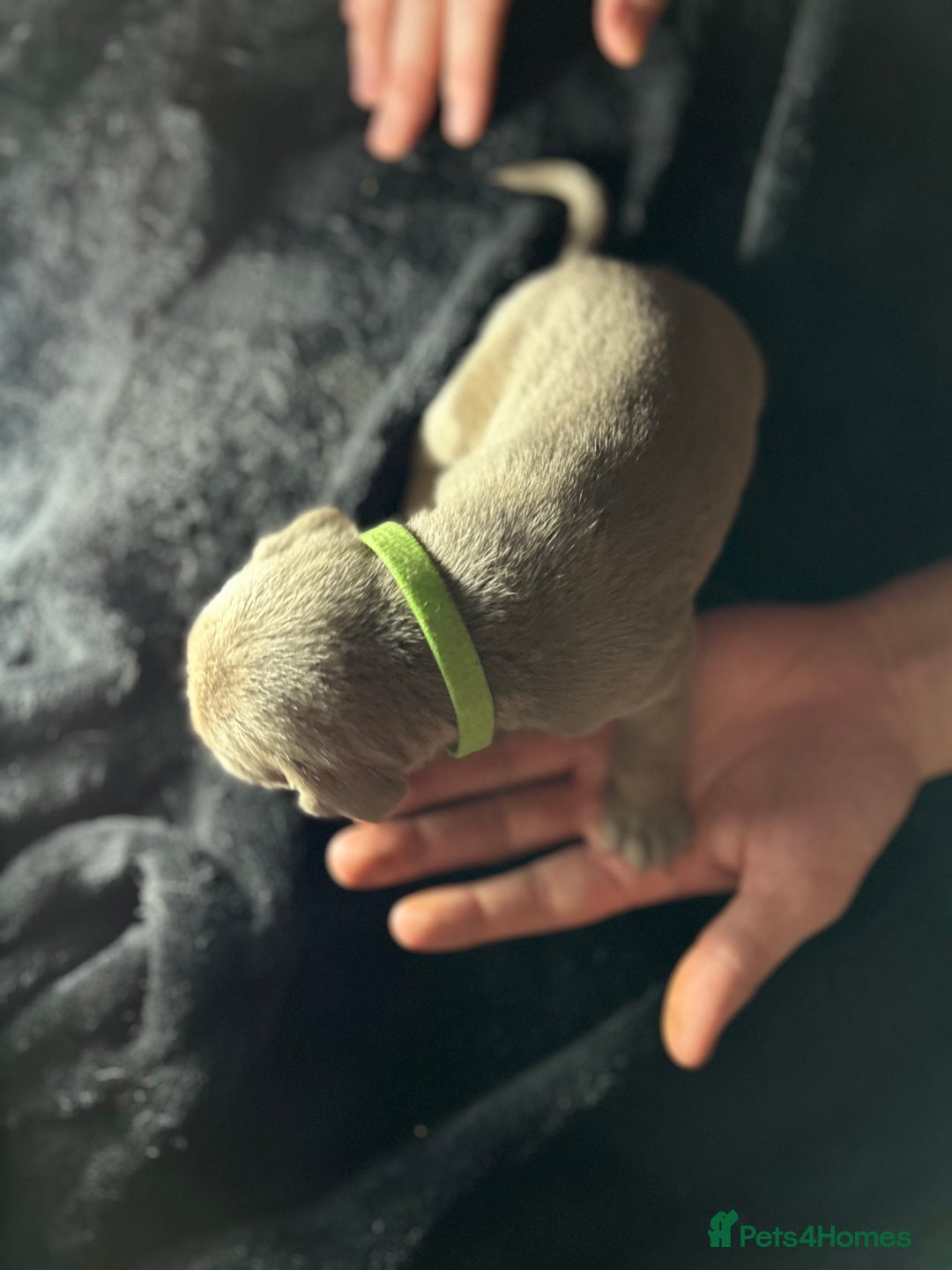 Mixed Breed dogs for sale: Staffadors staffy x labs  - Advert 8