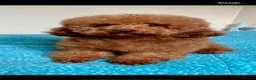 Cavapoo dogs for sale: Cavapoo Pups  - Advert 9