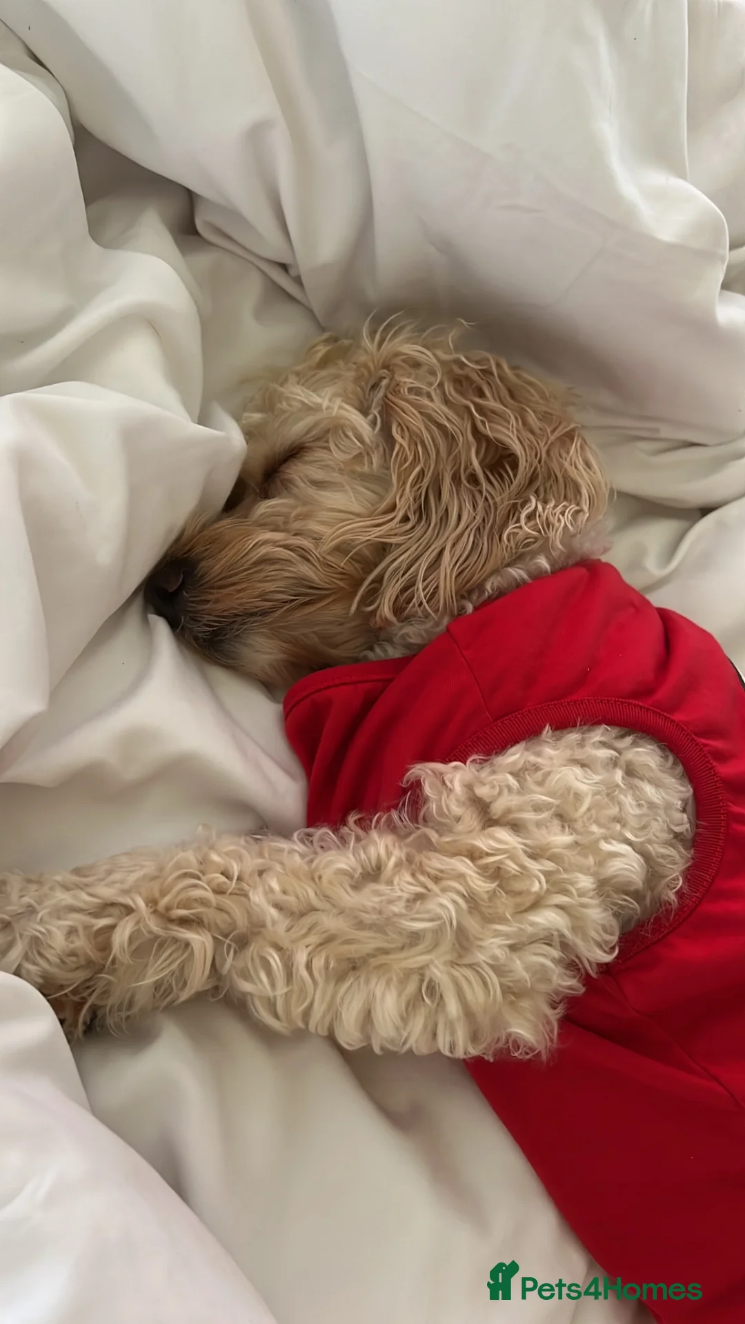 Cavapoo dogs for sale: Two sister cavapoos looking for forever home - Advert 8