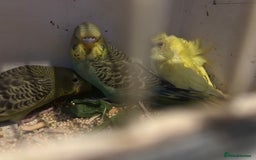 Budgerigars birds for sale: BUDGIES FOR SALE, all in good health - Image 20