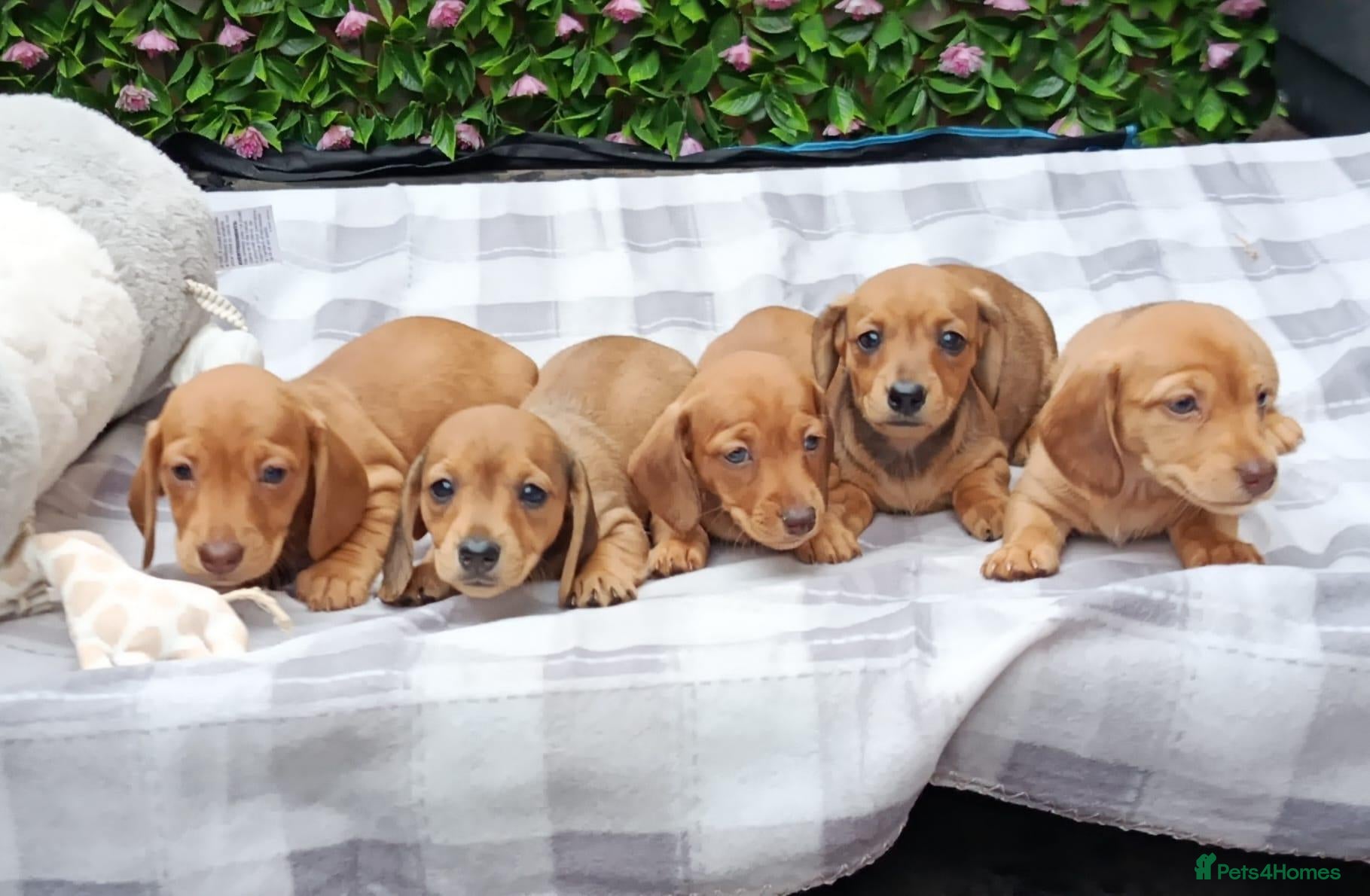 Miniature Dachshund dogs for sale: Quality Bred Health tested mini/pra clear  - Advert 2