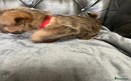 Norfolk Terrier dogs for sale: Norfolk Terrier Puppies - Image 9