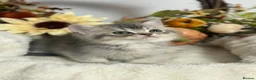 British Shorthair cats for sale: Blue Golden Shaded British Shorthair Kittens - Advert 7