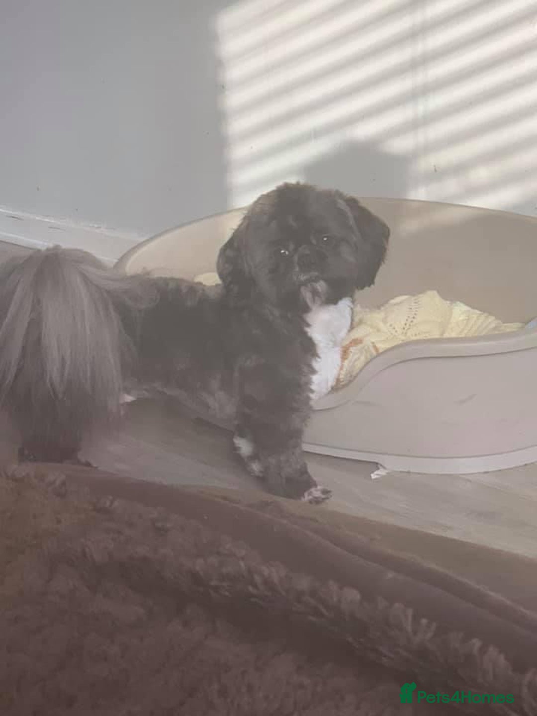 Shih Tzu dogs for stud: Kc standard & imperial for stud  in Largs - Advert 1