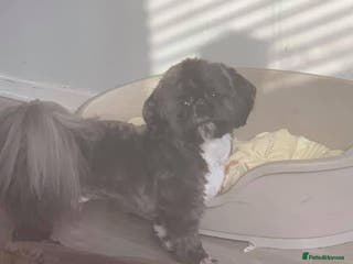 Shih Tzu dogs Kc standard & imperial for stud in Largs - Advert 10