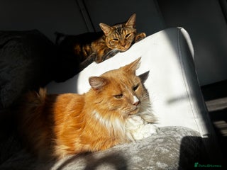 Maine Coon cats Very fluffy kittens🩷 - Advert 3