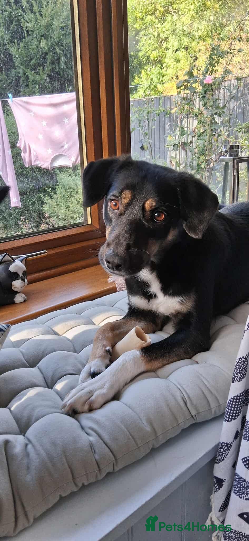 Mixed Breed dogs CARA  - Advert 17