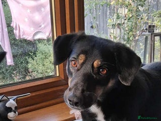 Mixed Breed dogs CARA - Advert 3