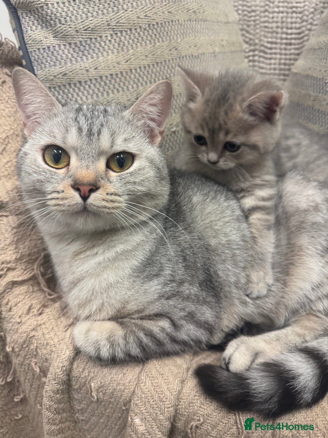 British Shorthair cats for sale: Cute British Short Haired Baby Kittens 🐈‍⬛  - Advert 9