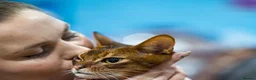 Abyssinian cats for sale: Champion line  - Advert 28