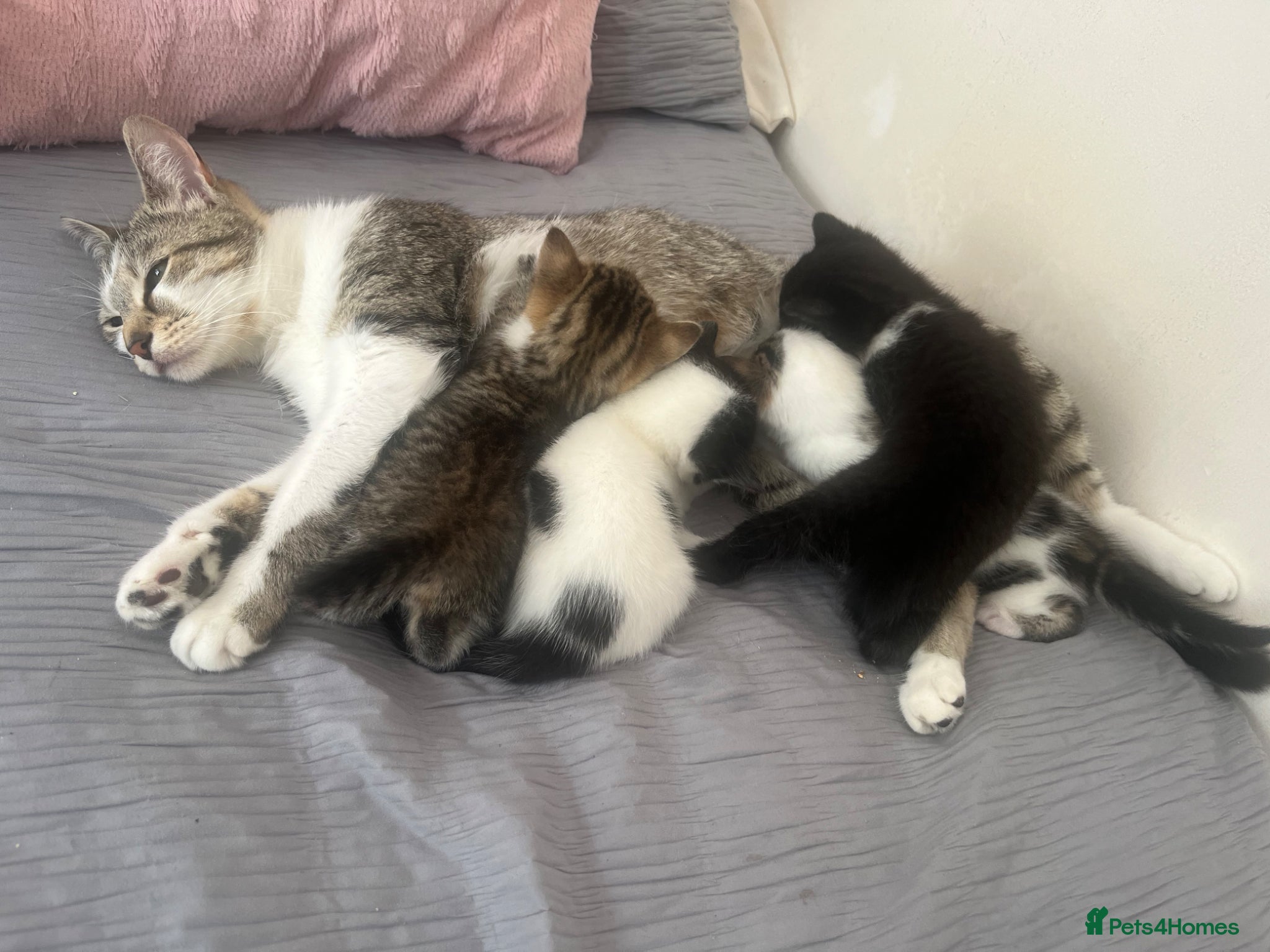 Mixed Breed cats 4 lovely kittens waiting for their forever home’s - Advert 1
