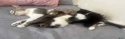 Mixed Breed cats for sale: 4 lovely kittens waiting for their forever home’s - Advert 1