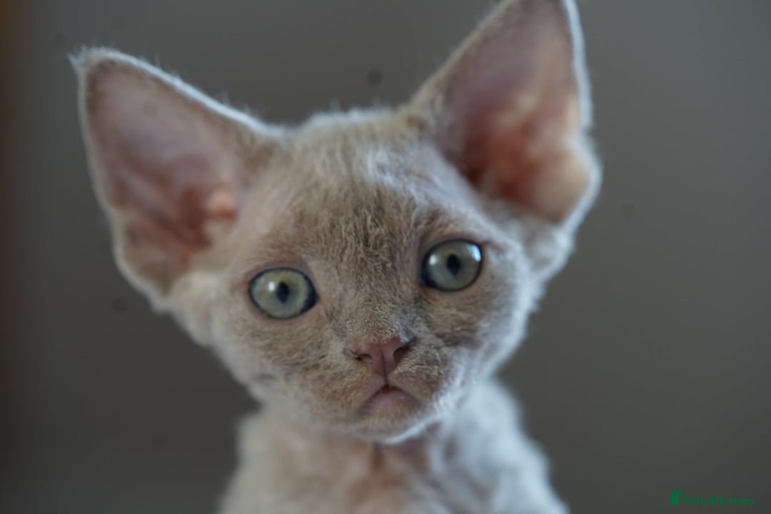 Devon Rex cats for sale: Ravel 💜male Devon Rex available  - Image 7