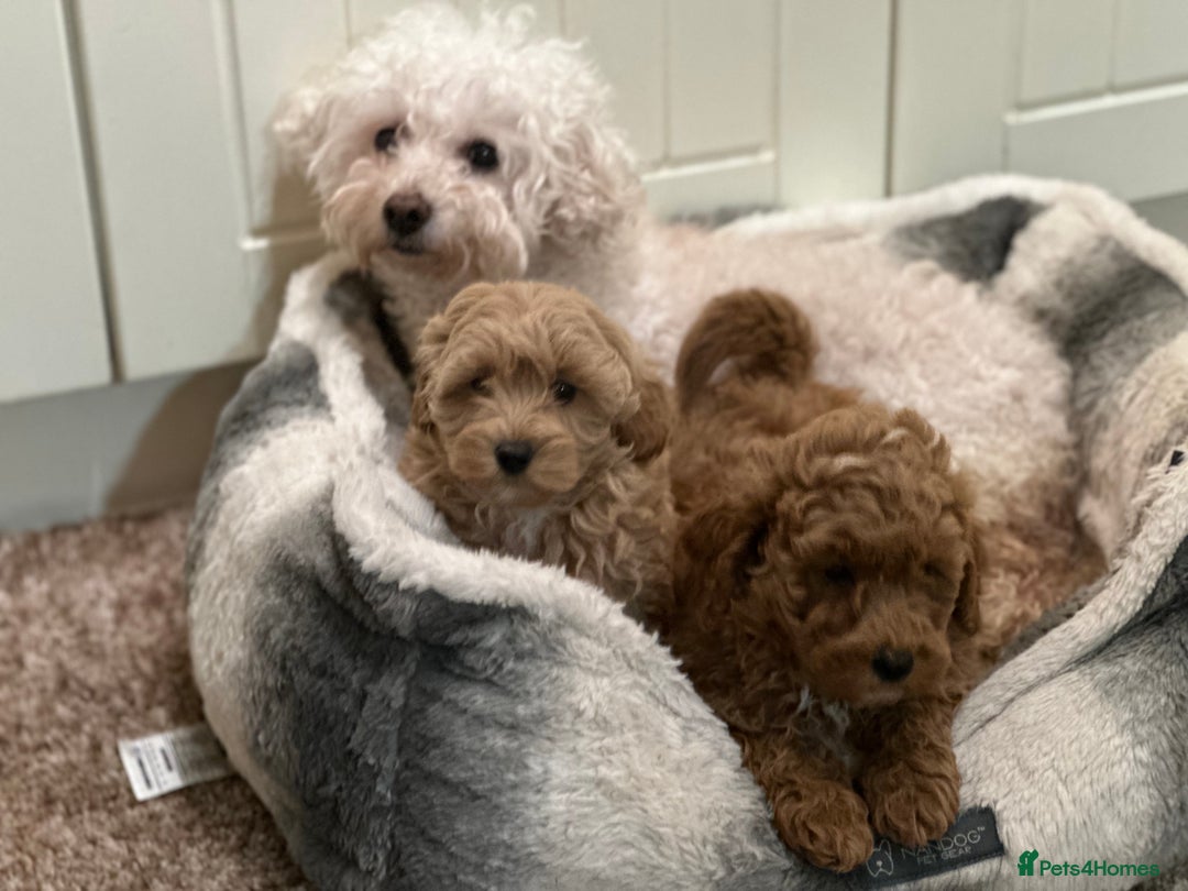 Mixed Breed dogs for sale: Beautiful Cavapoochon litter  - Advert 18
