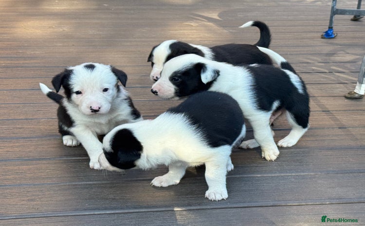 Border Collie dogs - Advert 3