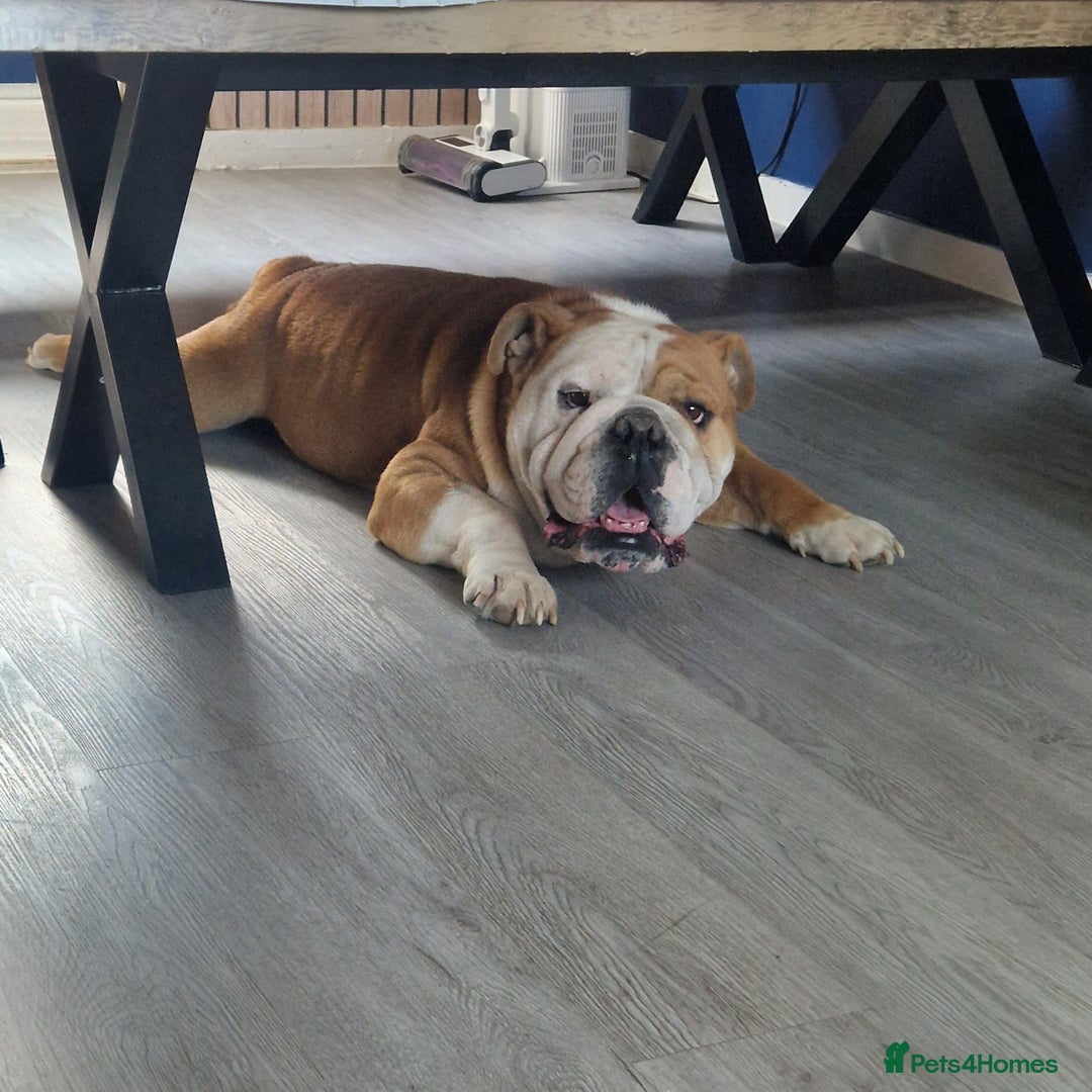 English Bulldog dogs for sale: British Bulldog - nearly 3 years old - Image 1