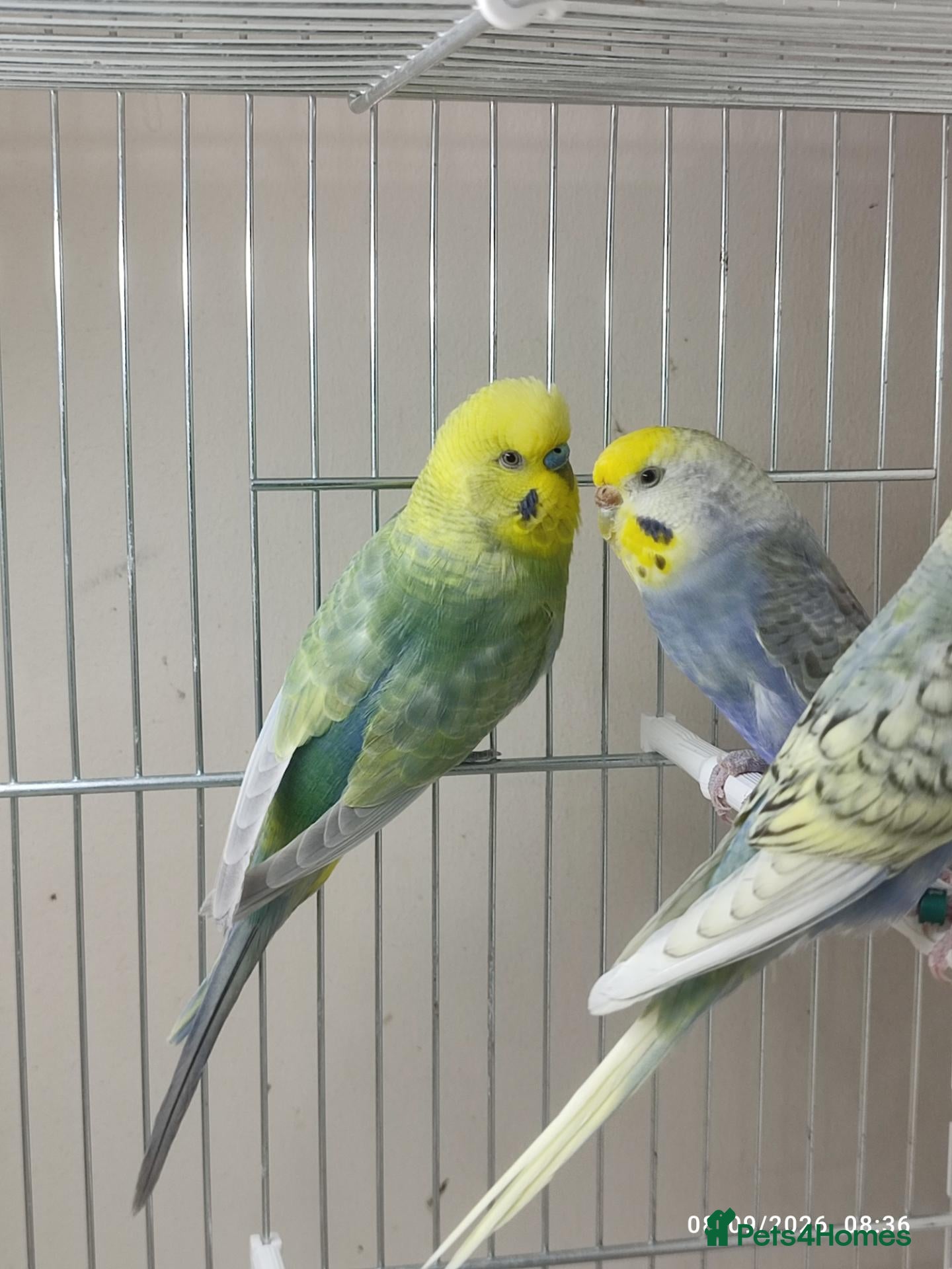 Budgerigars birds Budgies in London  - Advert 19