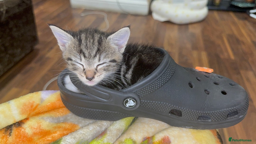Mixed Breed cats for sale: British Blue Tabby X DSH Kittens For Sale - Image 22