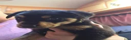 Mixed Breed dogs for sale: Beautiful F1B Rottweiler Puppies - Advert 9