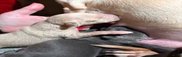 Italian Greyhound dogs for sale: KC registered Italian Greyhound puppies  in Windsor - Advert 4