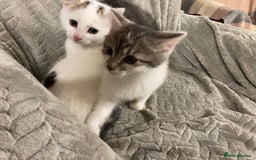 Mixed Breed cats for sale: Quiet lovely kittens - Advert 4